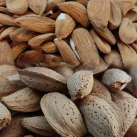فروش بادام مامایی