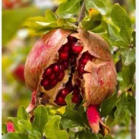 انار درجه یک سنگان کیلویی 110