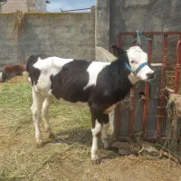 گوساله سمیتال ماده