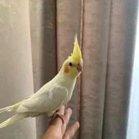 عروس هلندی سخنگو|پرنده|تهران, سازمان برنامه جنوبی|دیوار