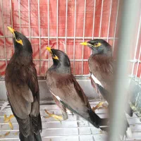 مرغ مینا|پرنده|رشت, رودباری|دیوار