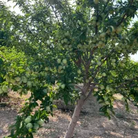 درخت میوه بن بالا