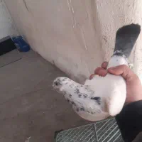 کفتر نرو ماده جفت خورده