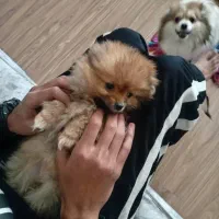 دو عدد توله پامرین خرسی سفید و قهوه ای|سگ|تهران, جمال‌زاده|دیوار