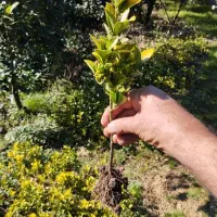 شمشاد طلایی|گل و گیاه طبیعی|کلاچای, |دیوار