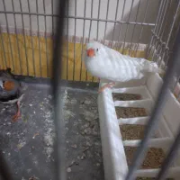 ۵تا فنچ یجفتش تخم کرده|پرنده|قرچک, شهرک طلائیه|دیوار