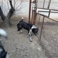 ماده سگ جوان|سگ|مشکیندشت, |دیوار