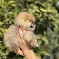 سگ نژاد پامر خرسی تاینی اپارتمانی