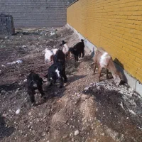 بز سالم سرحال