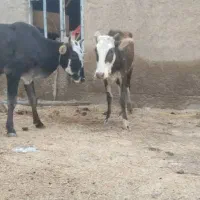 گاو محلی شادگان|حیوانات مزرعه|شادگان, |دیوار