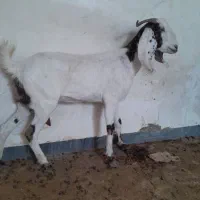 فروش بز در امیدیه|حیوانات مزرعه|بندر ماهشهر, |دیوار