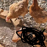 یک خروس جوان ودو مرغ تخم گذار|حیوانات مزرعه|قم, پردیسان|دیوار