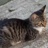 واگذاری گربه