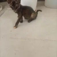 گربه
