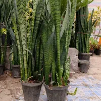 حراج واقعی سانسوریا|گل و گیاه طبیعی|مشهد, کوی المهدی|دیوار