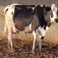 فروش 19راس گاو شیری درجه یک