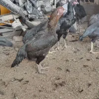 مرغ لاری اصیل نسل