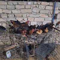 ۲۵مرغ خروس
