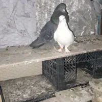 کبوتر گمشده|پرنده|شاهین‌شهر, گرگاب|دیوار