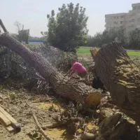 خریدار چوب و برش درختان بریده شده و نشده درمحل شما|خدمات باغبانی و درختکاری|تهران, نیاوران|دیوار