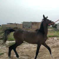 اسب مادیان