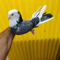 کفتر ماده شازده سبز مگسی