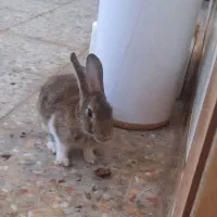 خرگوش باهوش