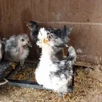 6 عدد جوجه 6 ماهه گلین