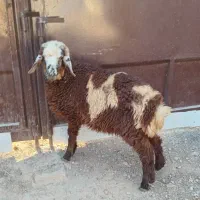 بره میش بز بزغاله بره نر ریز