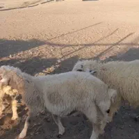 ۱۰راس بره نر