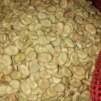 فروش باقلا لودزی اتونو