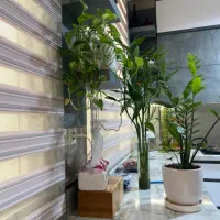 70-متر-اختیاریه-شمالی