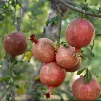باغ باغچه/1000متر/شهر فاروق|فروش زمین و ملک کلنگی|شیراز, کوی فرهنگیان|دیوار