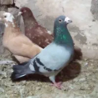 کبوتر درجه یک مفت|پرنده|بیرجند, |دیوار