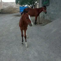 اسب ماده آبستن و کره اسب