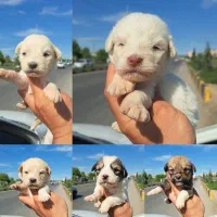 توله سگ پاکوتاه