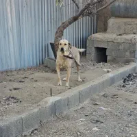 سگ پژدر|سگ|سنندج, |دیوار