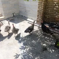 بوقلمون ماده