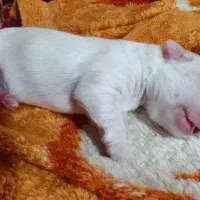 سگ شیتزو جنسیت نر