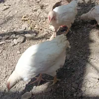 جوجه محلی رسمی