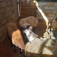 بره میش بز بزغاله|حیوانات مزرعه|محمدیه-قزوین, |دیوار