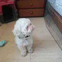 سگ نر