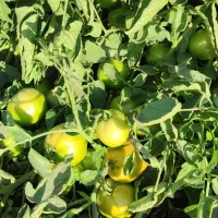 اجاره گوجه اعلا پر بار درجه یک