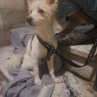 توله سگ ۹ ماهه حرف گوش کن|سگ|ری, سرتخت|دیوار