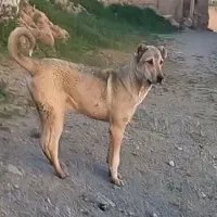 سگ گله‌ای