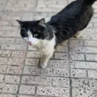 واگذاری گربه رایگان