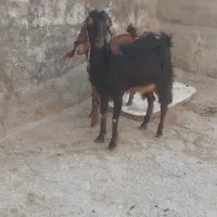 بزو بزغاله