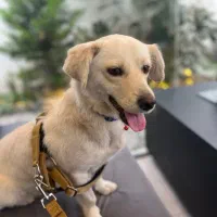 گلدن اشپیتز