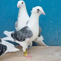 کبوتر گراف