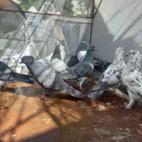 کبوتر|پرنده|دهدشت, |دیوار